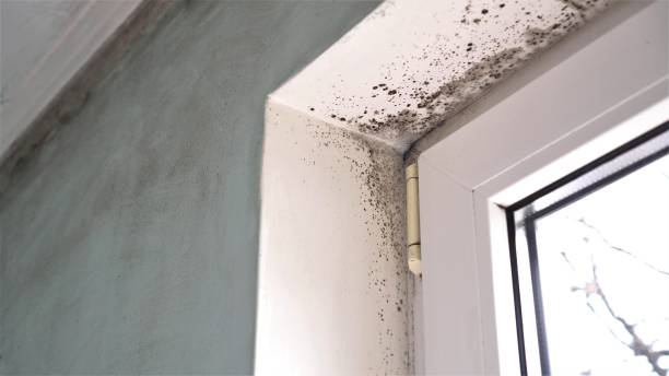 Best Commercial Mold Remediation in Palm Harbor, FL