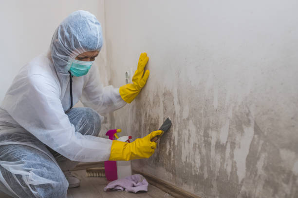 Best Basement Mold Remediation in Palm Harbor, FL