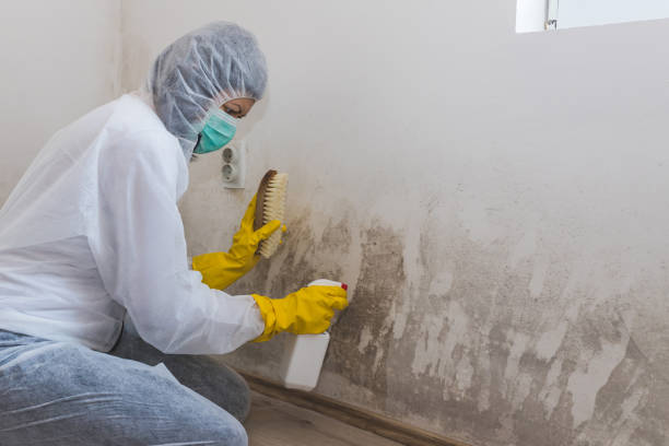 Best Emergency Mold Remediation in Palm Harbor, FL