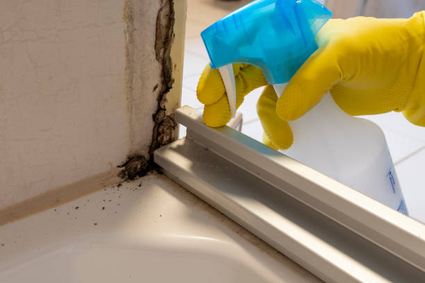 Best Preventive Mold Services in Palm Harbor, FL