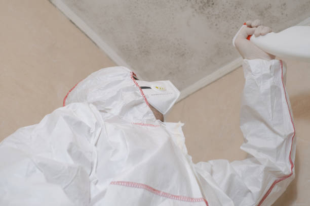 Best Mold Testing and Inspection Services in Palm Harbor, FL