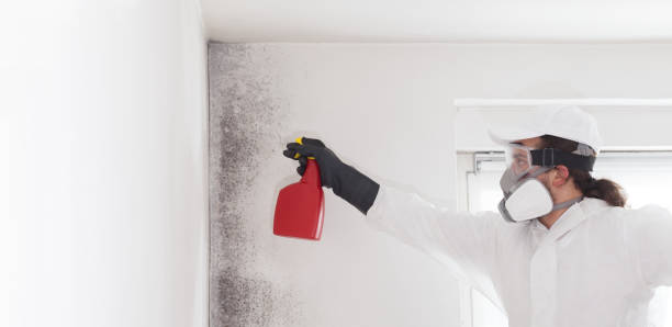 Best Residential Mold Remediation in Palm Harbor, FL