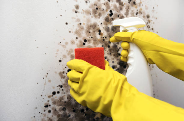 Best Mold Remediation for Specific Building Types in Palm Harbor, FL