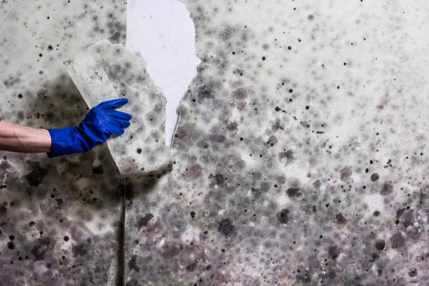 Professional Mold Remediation in Palm Harbor, FL